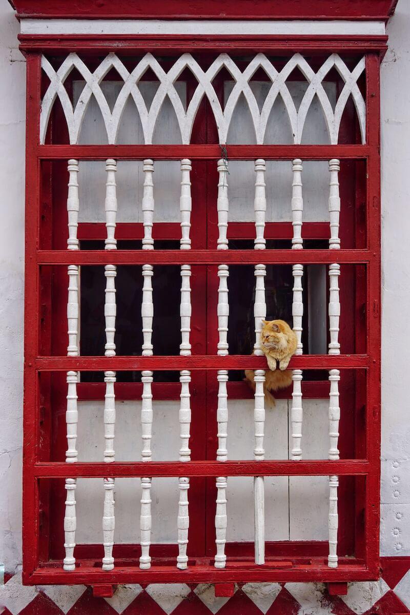 Gato asomado por una de las coloridas ventanas de madera de Concepción Gato asomado por una de las coloridas ventanas de madera de Concepción